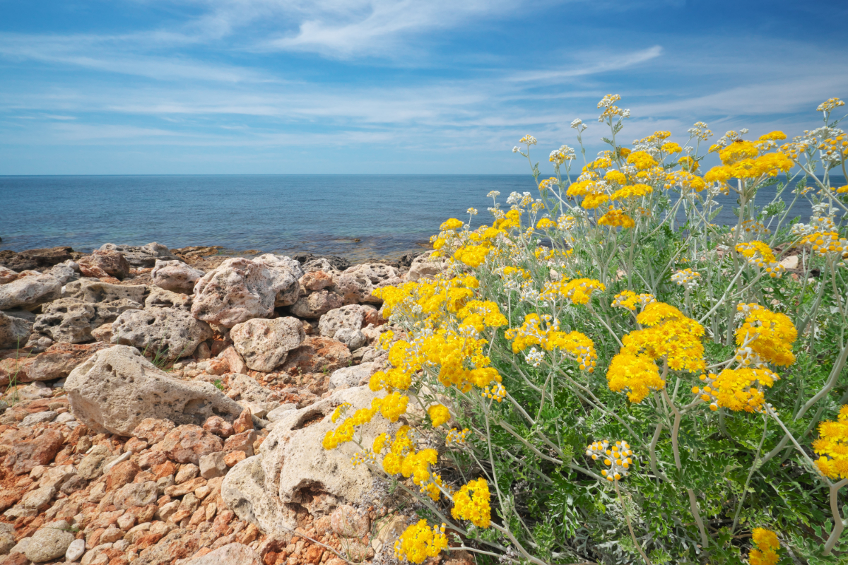 Immortelle am Meer